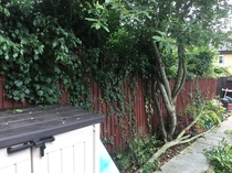 I cut my neighbours plant