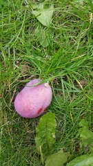 What has happened to these plums?