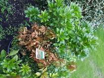 How Can I help these two Plants?
