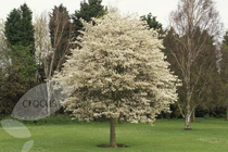 Can anyone suggest some nice 'garden safe' trees?