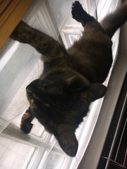 Cats still catting Part 4
