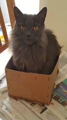 Cats still catting Part 4