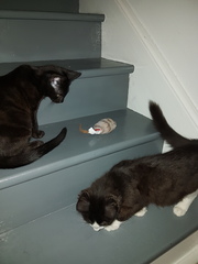 The little furry fuckers