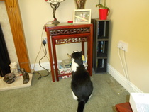 Cats still catting away part 5