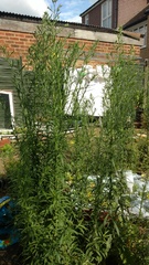 What weed is this?