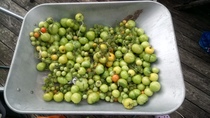 Allotment?Veg Patch Thread 10 - Plotmenters  busy into summer ! and loving James Wong