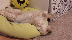 Pokemon Go #12: "It's in the trees! It's coming!" The Houndooms of love are calling me (to join in a raid).