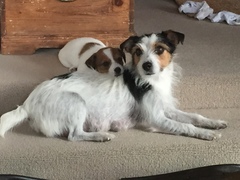 Name suggestions for this gorgeous pup?