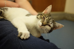 New cat!  So exciting *pics*