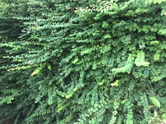 Shrub identification please