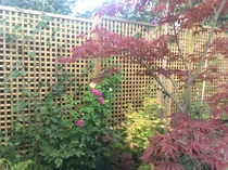 The Landscapers are here, it is better than the arrival of Santa