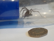 To ask if it's only my garden that's suddenly become spider central??
