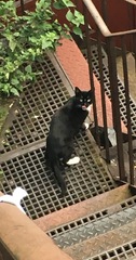 Cats still catting away part 5