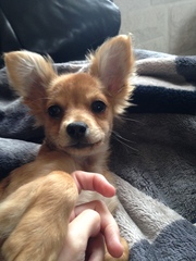 The joy of small dogs