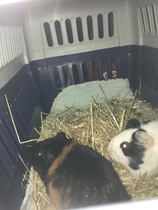 Pre-summer Bootcamp - our last weigh-in!