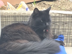 National black cat day.