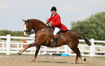 How do you ever buy a horse???