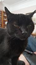 National black cat day.