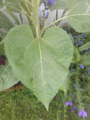What are these monstrosities I planted?