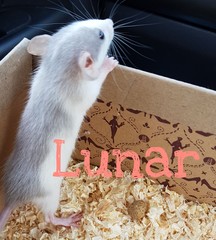 4th space related name to go with Nova, Astral, Luna