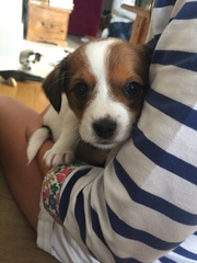 Name suggestions for this gorgeous pup?