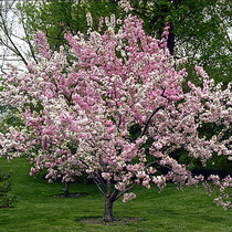 Can anyone suggest some nice 'garden safe' trees?