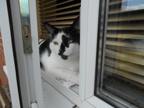 Cats still catting away part 5