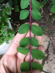 Shrub identification please