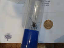 To ask if it's only my garden that's suddenly become spider central??