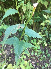 Is this a weed?