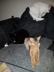 So who got a new kitten recently? Let's see then.