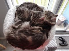 Cats still catting Part 4
