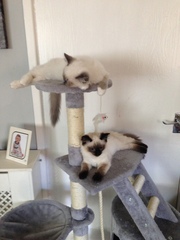 Cat trees/activity centres. Are they worth it?