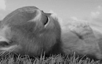 Bereavement of mumsnetter Catthiefkeith