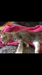 Choosing everykittens this evening and I know NOTHING