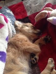 How did you stop your dog getting on the sofa?