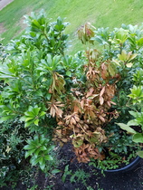 How Can I help these two Plants?
