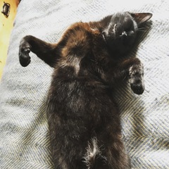 Cats still catting Part 4