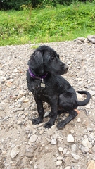 Does anyone fancy a puppy survival thread part 3