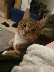 Cats still catting away part 5