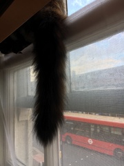 Cats still catting Part 4