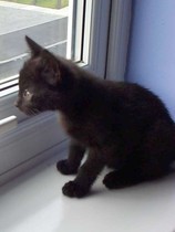 National black cat day.