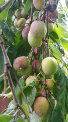 What has happened to these plums?