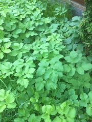 Is there a weed killer I can buy that actually works?