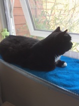 Cats still catting Part 4