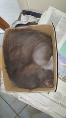 Cats still catting Part 4