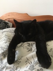 to ask can you train a cat, has anyone ever tried and if not why not?