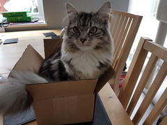 Cats still catting Part 4