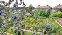 Allotment?Veg Patch Thread 10 - Plotmenters  busy into summer ! and loving James Wong