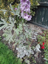 Can anyone tell me what is going on with the leaves on these plants? (pics attached)